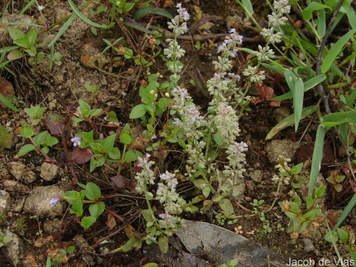 Platostoma menthoides (L.) A.J.Paton